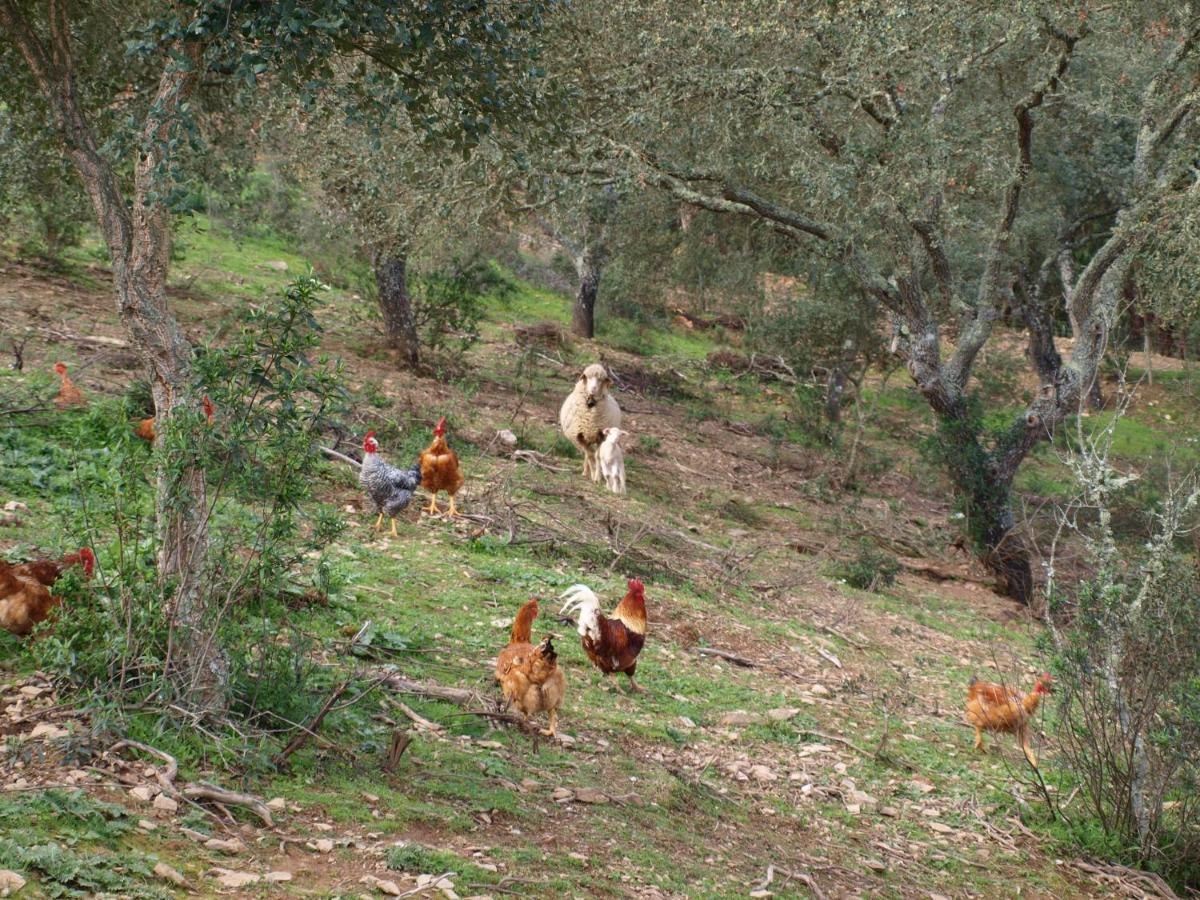 Herdade Dos Montes Bastos Santa Luzia  ภายนอก รูปภาพ